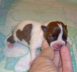 Boston Terrier Puppies for Sale